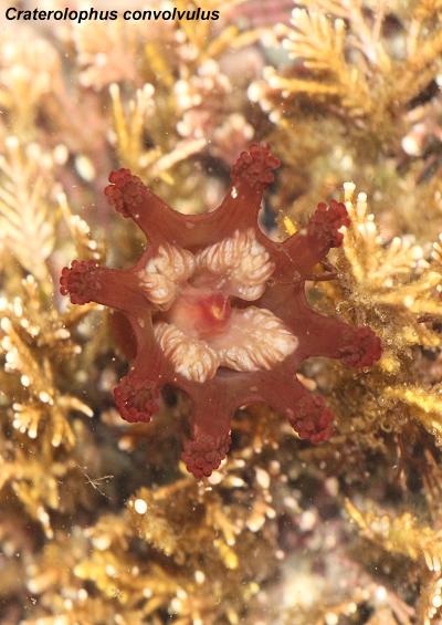 Stauromedusae stalked jelyfish classification species accounts guide UK Ireland